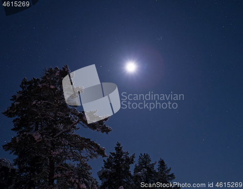 Image of Moon and Snow on Tree