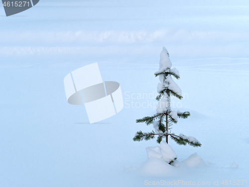 Image of Small Tree in Snow In Finland with Copy Space