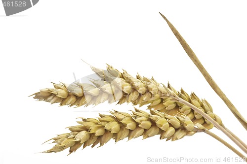 Image of Close-Up of Wheat
