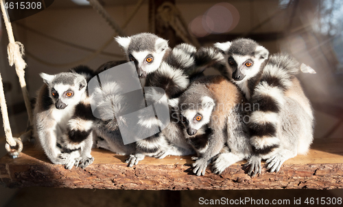 Image of Group of ring tailed lemur enjoying the sun