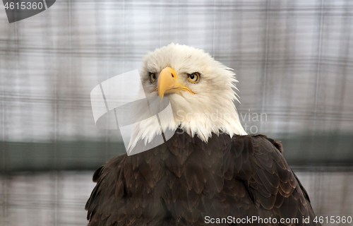 Image of Bald eagle in captivity