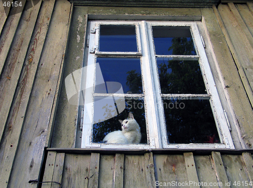 Image of Cat in window