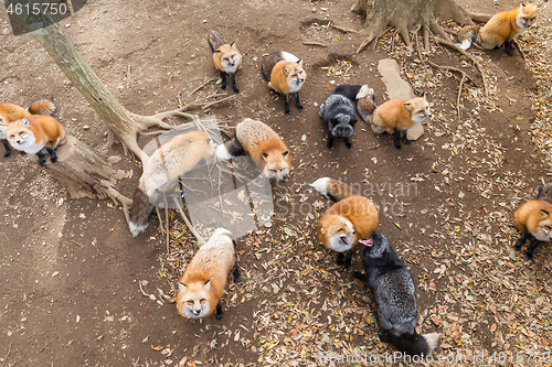 Image of Group of Fox looking up and waiting for food