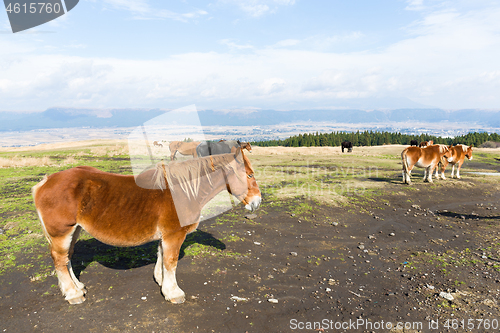 Image of Horses on farm