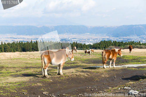 Image of Crowded Horse farm at highland