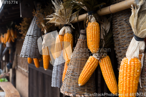 Image of Dried corn hanging on outdoor