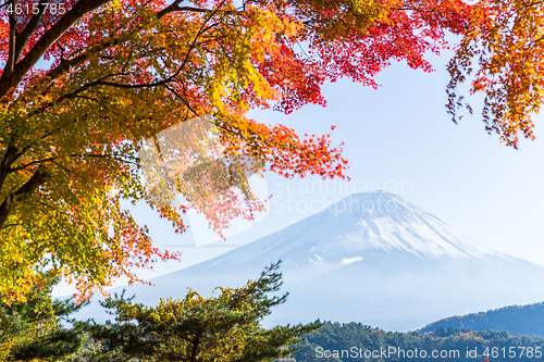 Image of Fujisan and maple tree in Lake Kawaguchi