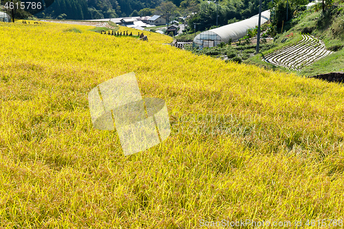 Image of Paddy Rice meadow