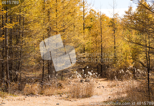 Image of Forest in Autumn