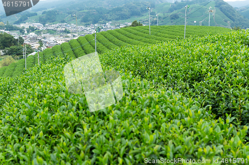 Image of Tea plantation Cameron 