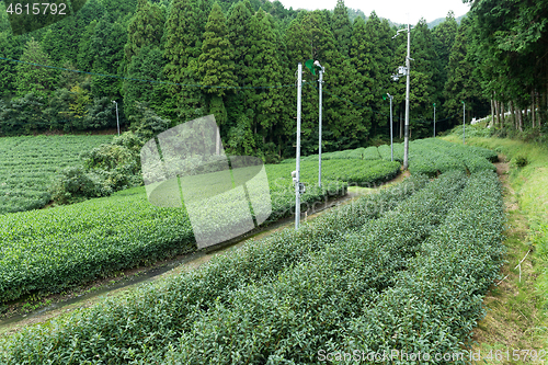 Image of Green Tea farm