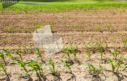 Image of Young green corn