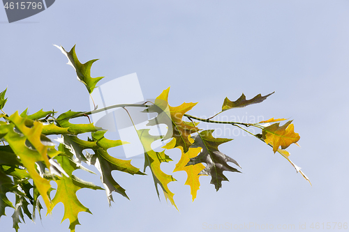Image of Leaves of an oak, the sky