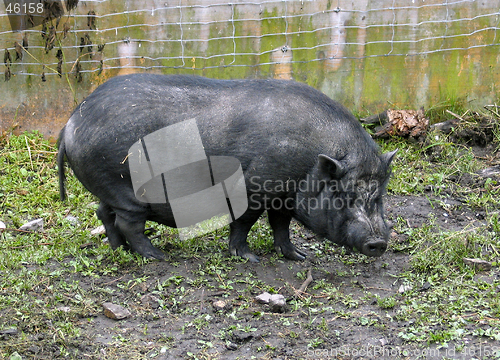 Image of Pig