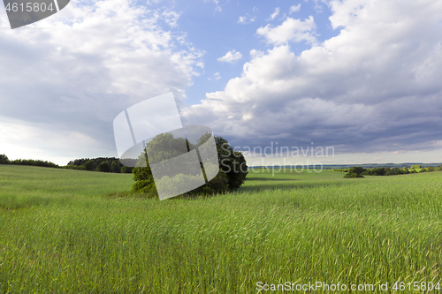 Image of Green grass