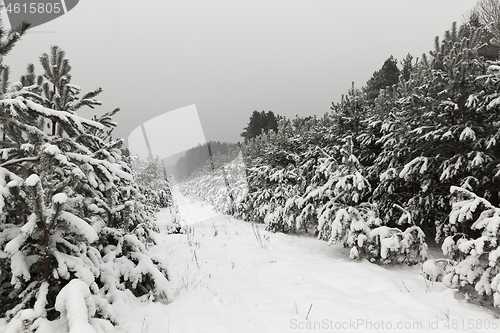 Image of Snow drifts in winter