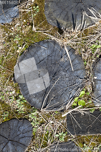Image of road of logs
