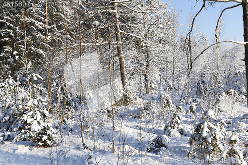 Image of forest winter landscape