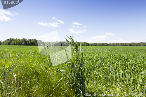 Image of Field , Close up