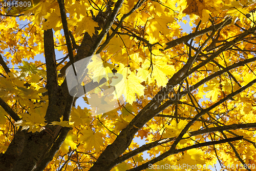 Image of Yellow maple foliage