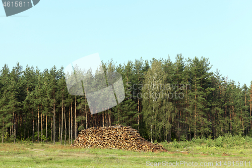 Image of tree trunks, logging