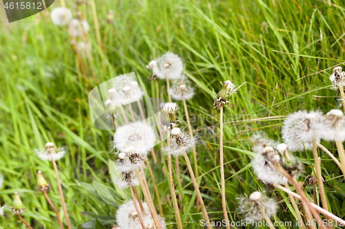 Image of Dandelions, close up