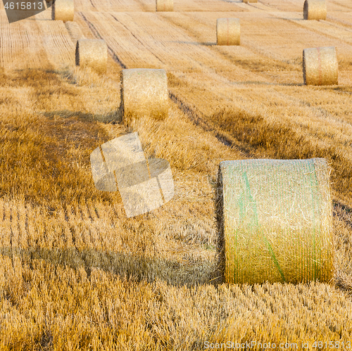 Image of Wheat Sheaf in a Field