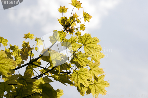 Image of green leaves