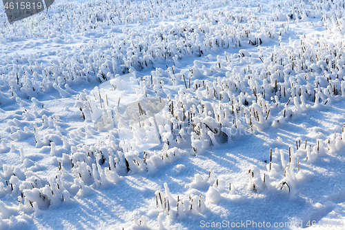 Image of Snow covered field