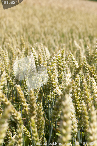 Image of Wheat ears