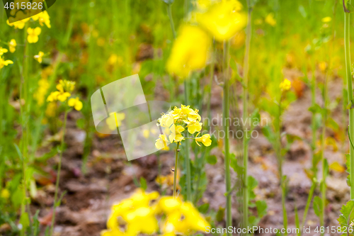 Image of Rape flower