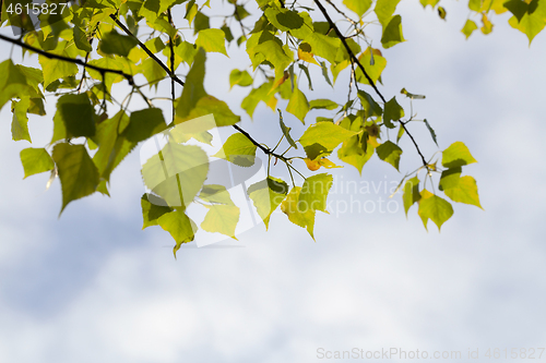Image of Beautiful forest