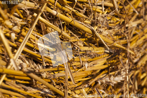 Image of straw stack