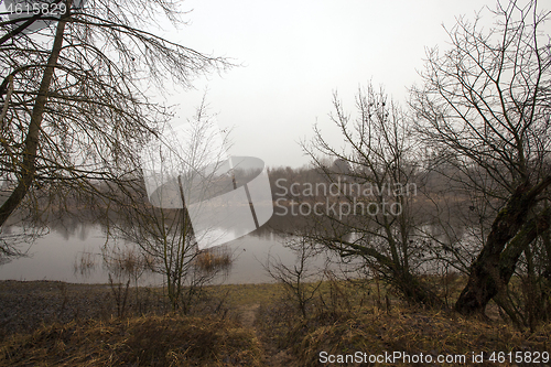 Image of Forest in autumn