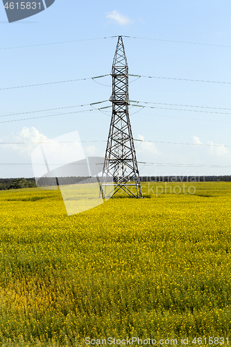 Image of Yellow rape field