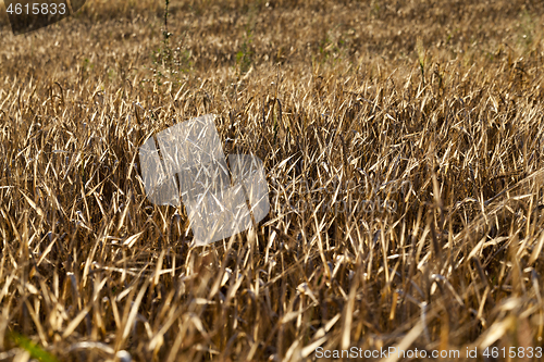 Image of agricultural field, cereals