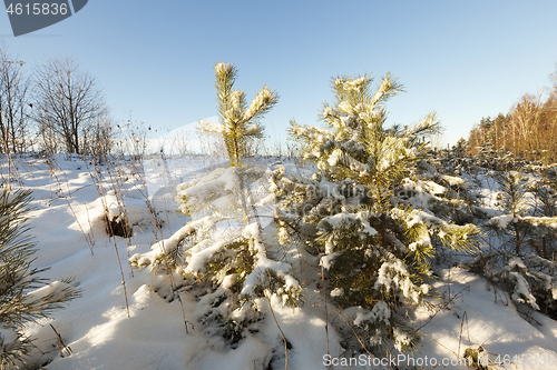 Image of Covered with snow small pines in the winter season