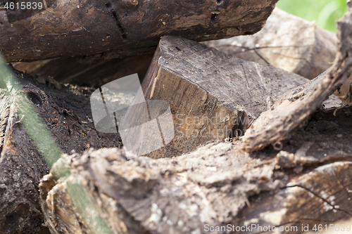 Image of Old broken trunk