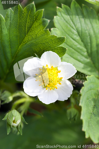 Image of Flowers bud on strawberries