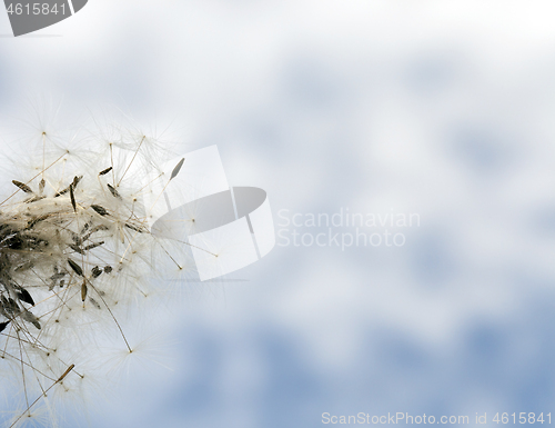 Image of Dandelion on blue sky