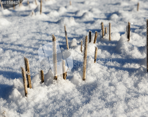 Image of Snow covered field