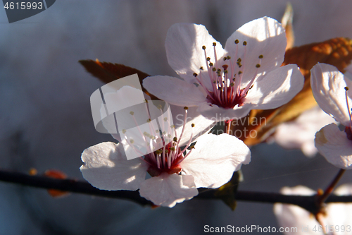 Image of Close up of fruit flowers in the earliest springtime