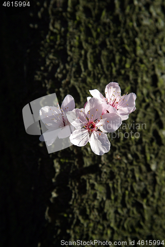 Image of Close up of fruit flowers in the earliest springtime