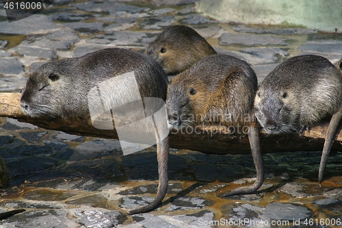 Image of Water dwelling nutrias