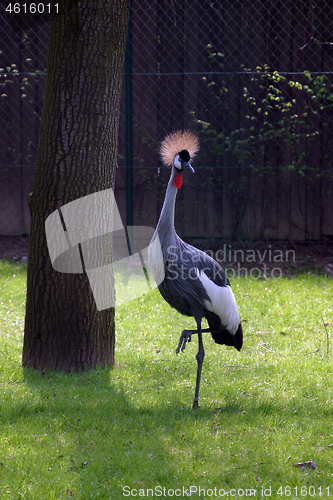 Image of Crane bird is standing on one foot