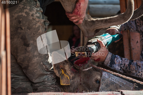 Image of Cutting antlers of Altaic stag maral