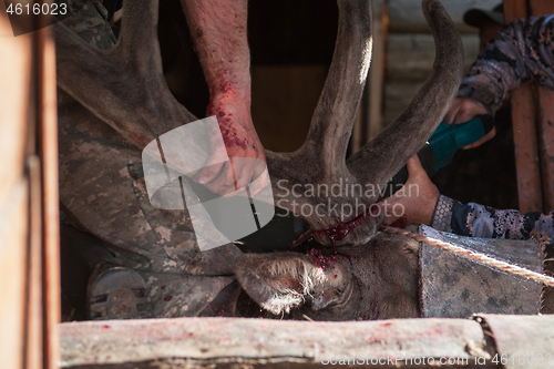 Image of Cutting antlers of Altaic stag maral