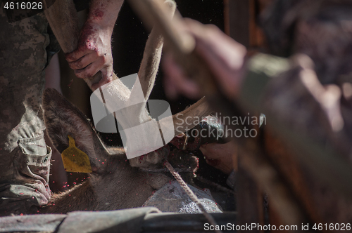 Image of Cutting antlers of Altaic stag maral