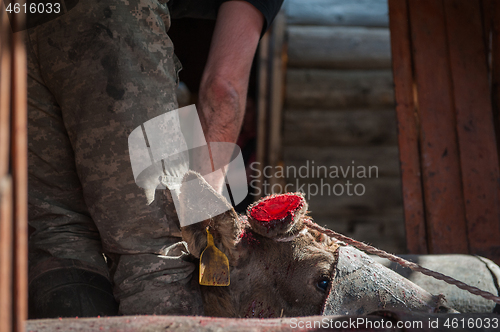 Image of Cutting antlers of Altaic stag maral