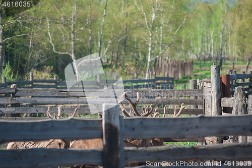 Image of marals on farm in Altay